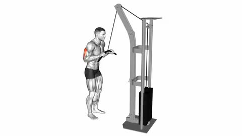 Cable Triceps Pushdown