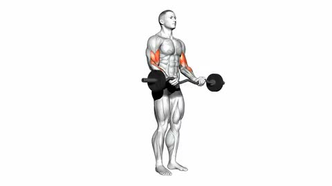 EZ Barbell Biceps Curl
