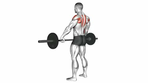 Barbell Upright Row (wide-grip)